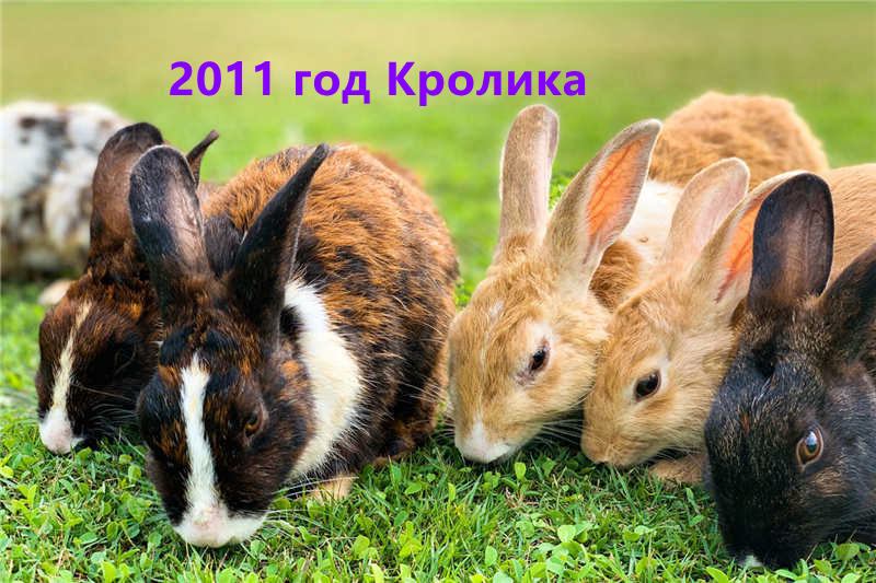 2011 год Кролика